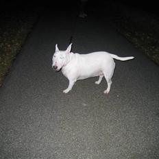 Bullterrier Zezza