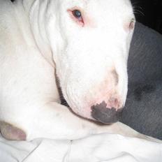Bullterrier Zezza