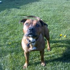 Staffordshire bull terrier (Engelsk) Gucci