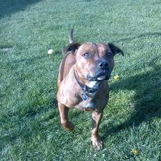 Staffordshire bull terrier (Engelsk) Gucci