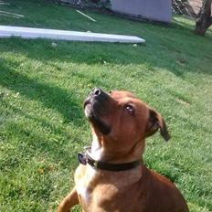 Staffordshire bull terrier (Engelsk) Gucci