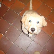 Golden retriever Thomsen