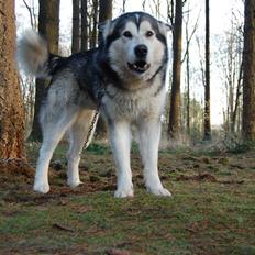 Alaskan malamute alaskans-miqila mr tumnus