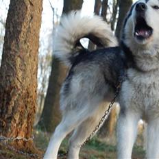 Alaskan malamute alaskans-miqila mr tumnus