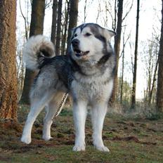 Alaskan malamute alaskans-miqila mr tumnus