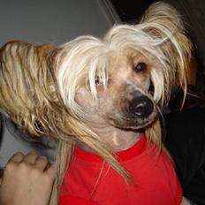 Chinese crested hårløs Misella's Usabine Unike 