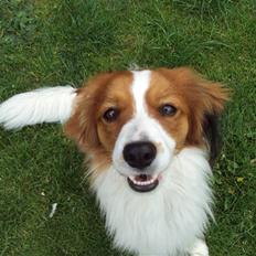Kooikerhondje Ricko