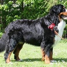 Berner sennenhund Bacchus