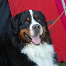 Berner sennenhund Bacchus