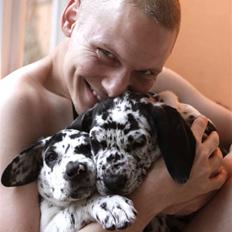 Grand danois Thor (Uden plet på næsen)