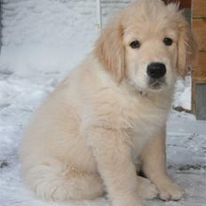 Golden retriever Basse(Mystic man) <3