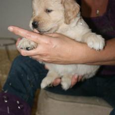 Golden retriever Basse(Mystic man) <3