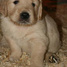 Golden retriever Basse(Mystic man) <3