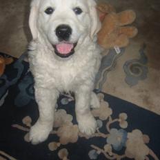 Golden retriever Bandit