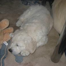 Golden retriever Bandit
