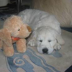 Golden retriever Bandit