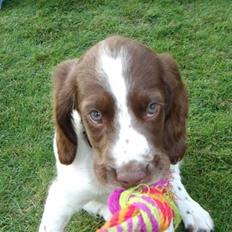 Engelsk springer spaniel Tilde (Willow Purple Nelly)