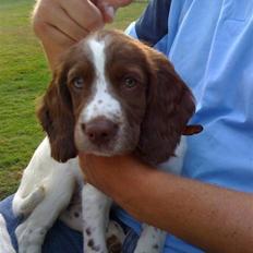 Engelsk springer spaniel Tilde (Willow Purple Nelly)