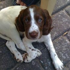 Engelsk springer spaniel Tilde (Willow Purple Nelly)