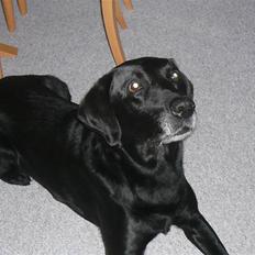 Labrador retriever Chang    (R.I.P)