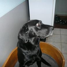 Labrador retriever Chang    (R.I.P)