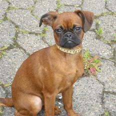 Griffon petit brabancon Nichole