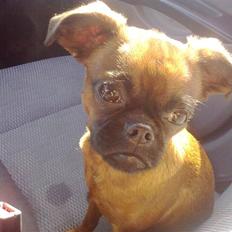 Griffon petit brabancon Nichole