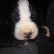 Blanding af racer Voodoo