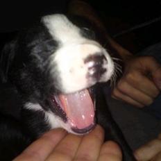 Blanding af racer Voodoo