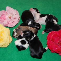 Bichon havanais Zeleco Haus Cosmo(Louis)