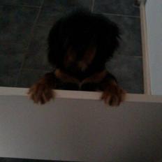 Cavalier king charles spaniel Balou