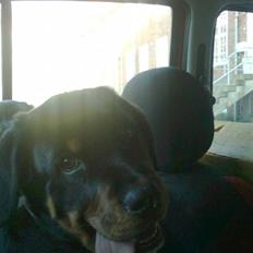 Blanding af racer Dloce