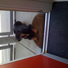 Blanding af racer Dloce