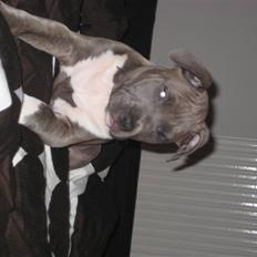 Amerikansk staffordshire terrier Shiva