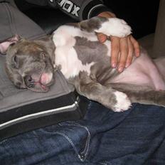 Amerikansk staffordshire terrier Shiva