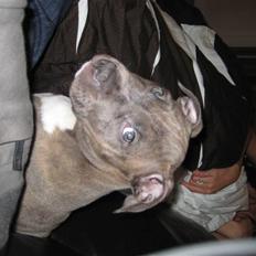 Amerikansk staffordshire terrier Shiva