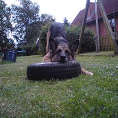 Schæferhund Nanna - savner dig skat.