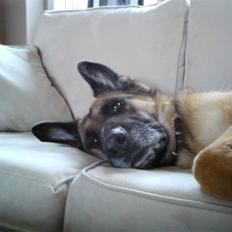 Schæferhund Nanna - savner dig skat.