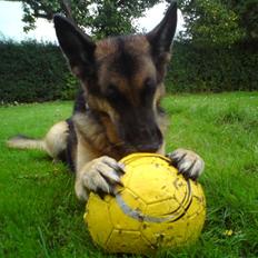 Schæferhund Nanna - savner dig skat.