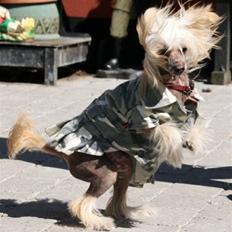 Chinese crested hårløs Lunse