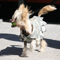 Chinese crested hårløs Lunse