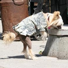 Chinese crested hårløs Lunse