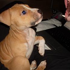 Amerikansk staffordshire terrier Laica