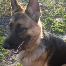 Schæferhund Hella Pelo