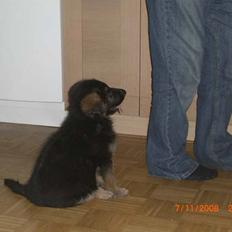 Schæferhund Hella Pelo