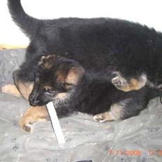 Schæferhund Hella Pelo