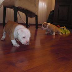 Amerikansk bulldog HurriCane Haily