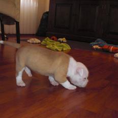 Amerikansk bulldog HurriCane Haily