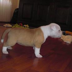 Amerikansk bulldog HurriCane Haily