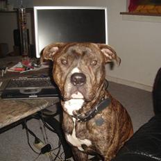 Blanding af racer Tiico